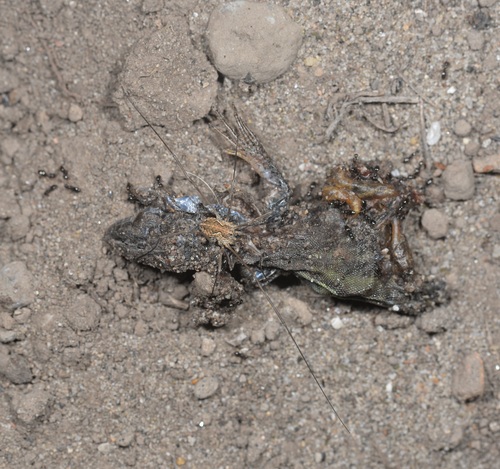Metaphalangium cirtanum, Castelporziano, Riserva Naturale Statale, photo 4 of 10