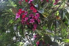 Meriania nobilis