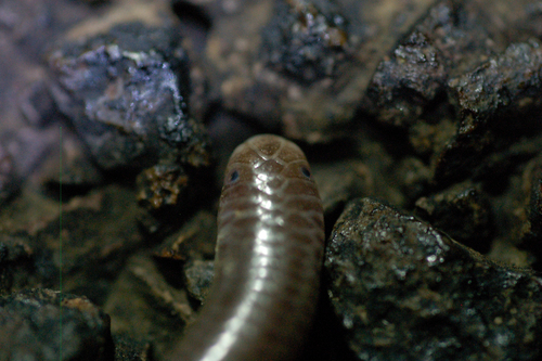 Trans-Pecos Blindsnake