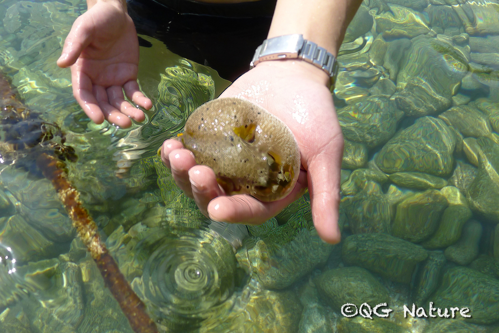 Blackspotted Puffer (Arothron nigropunctatus) — recorded at Bungalow Bay North Wall