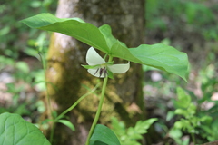 Trillium rugelii