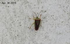 Acanthosoma spinicolle