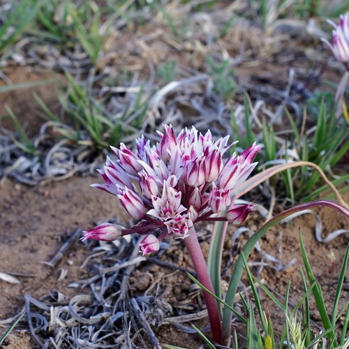 Image of Bigelow's Onion (Allium bigelovii) by (c) Andrew Tree, some rights reserved (CC BY)
