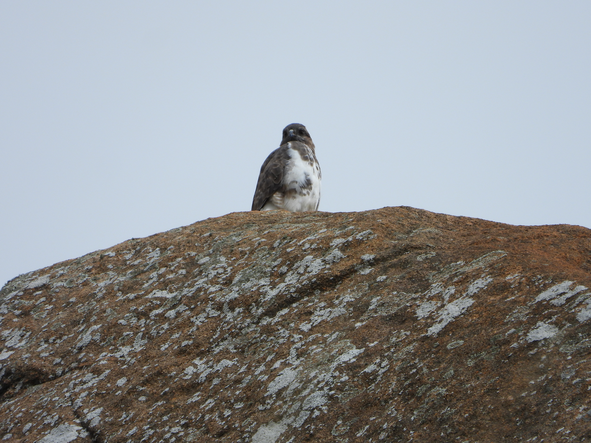 Madagascar Buzzard (Buteo brachypterus), photo 7