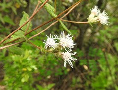 Chromolaena bigelovii