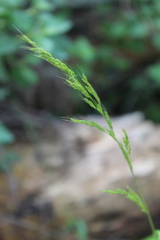 Limnodea arkansana