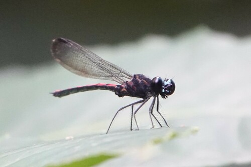 Blue-faced Jewel
