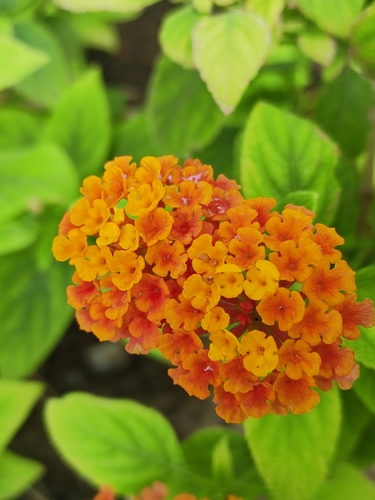 Cinco negritos (Lantana camara)
