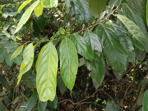 Hydnocarpus pentandrus, photograph 4