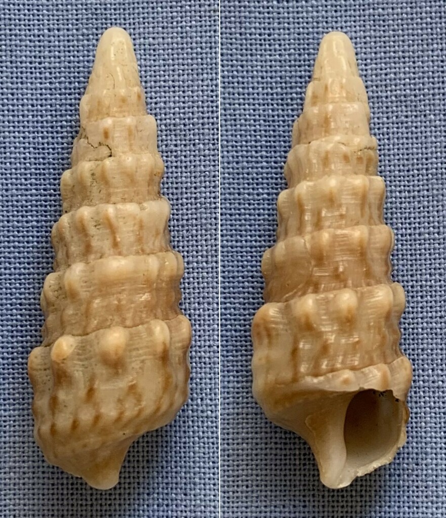 Cerithium lifuense