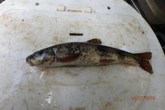 Catostomus occidentalis