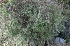 Coprosma wallii