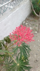 Ixora platythyrsa
