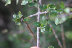 Coprosma wallii