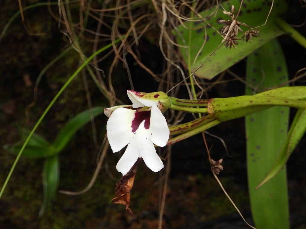 Cynorkis gigas