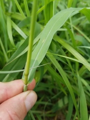 Paspalum pubiflorum