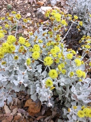 Eriogonum crocatum