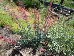 Penstemon centranthifolius