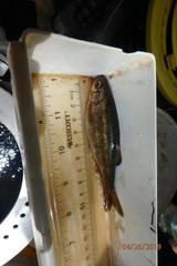 Hesperoleucus symmetricus