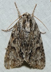 Acronicta longa