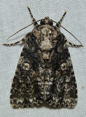 Acronicta afflicta