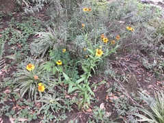 Helenium amphibolum