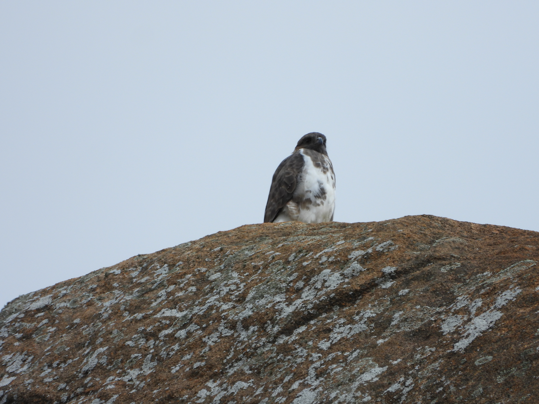 Madagascar Buzzard (Buteo brachypterus), photo 5