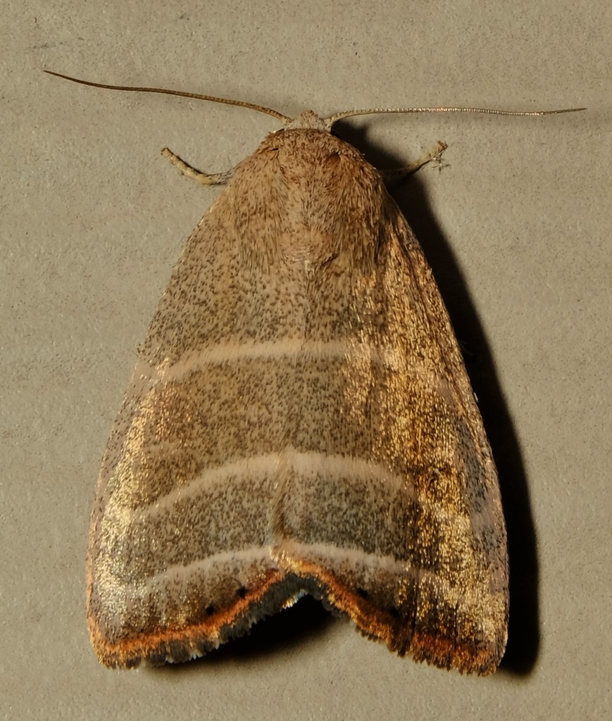 Bagisara