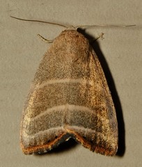 Bagisara rectifascia