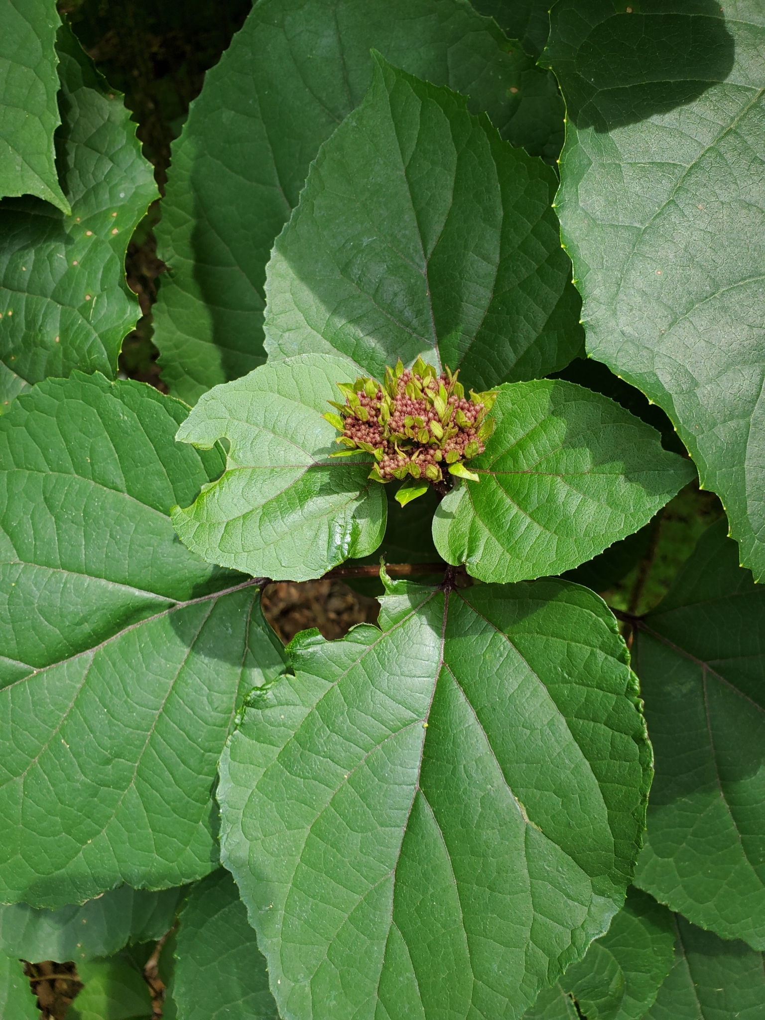 Imagem de Clerodendro