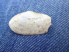 Mya arenaria