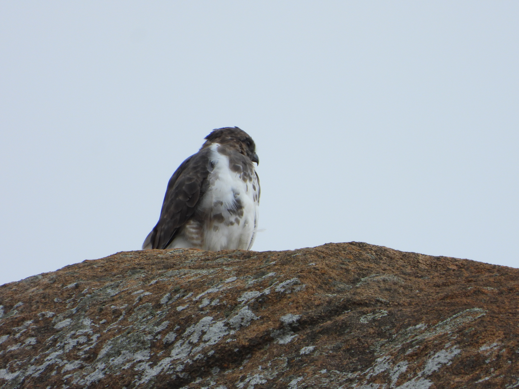 Madagascar Buzzard (Buteo brachypterus), photo 6