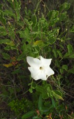 Mandevilla lanuginosa