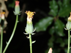 Crepis vesicaria taraxacifolia