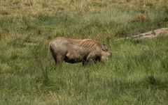 Phacochoerus africanus