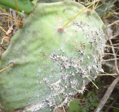 Dactylopius confusus