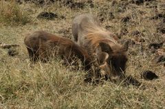 Phacochoerus africanus