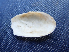 Mya arenaria