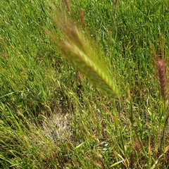 Hordeum murinum leporinum