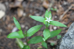 Spigelia
