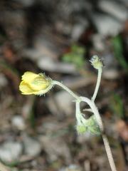 Helianthemum hirtum