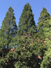 Calocedrus decurrens