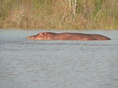 Hippopotamus amphibius