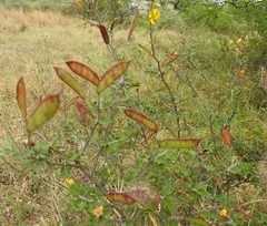 Chamaecrista greggii