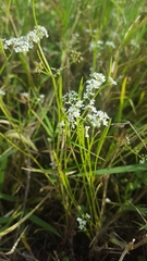 Limnosciadium pumilum