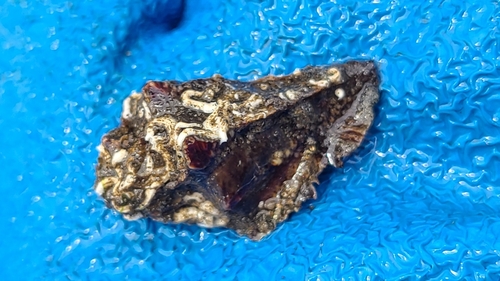 Vitularia salebrosa, 2024-04-26