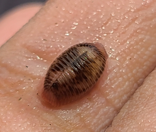 Niveria pacifica observed 2024-04-26