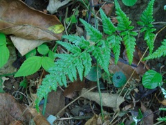 Asplenium adiantum-nigrum