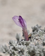 Astragalus phoenix