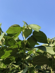 Heliocarpus donnellsmithii